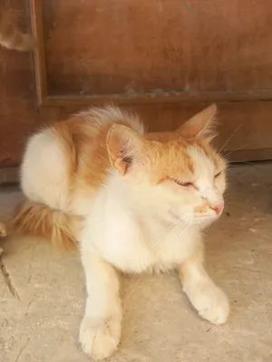 ‏مكس‏1