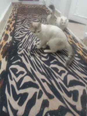 قط شيرازي تركي 12 شهر