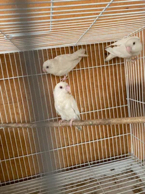 للبيع نفية لافبيرد مع فرخين من إنتاجها