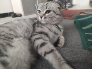 سكوتش فولد اصلية