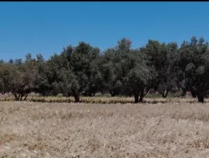 سلام عليكم ورحمة الله وبركاته مساء الخير عندي قطعة في سيدي فرج هكتارين ما شاء الله الاوراق كلهن معاي
