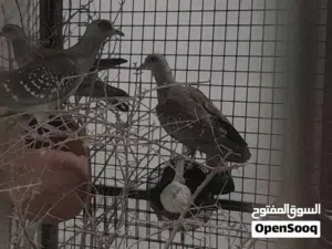 زوج حمام افريقي