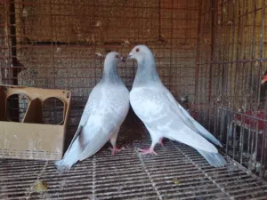 كوبية زاجل