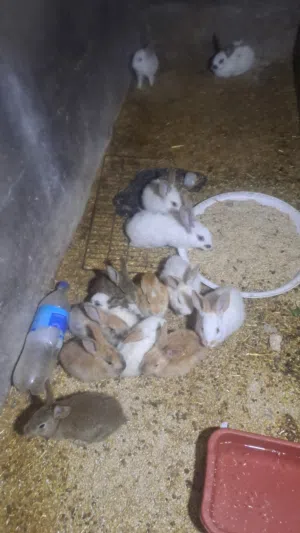 ارانب للبيع