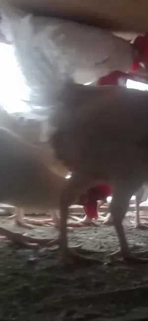 البيع دجاج مزارع بياض مضمون على الشرط الموقع صنعاء يوجد توصيل الى جميع المحافظات اليمنيه على معرفت