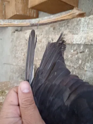 طيره مخلفه اول خيرها مقفله بريشتين بذيلها  طيره بالصلاة على النبي. في مشكله بأخر اكم ريشه من جناحها