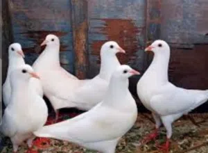 حمام فرنسي حجم جامبو للبيع