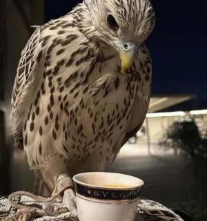 الحجري 