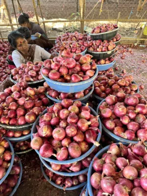 (Indian exporter)السلام عليكم، أنا مُصدِّر هندي. أتعامل في هذا المنتج.