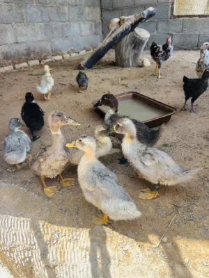 بط زينـة للبيع عمر 30 يوم