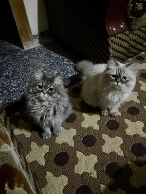 Himalayan1