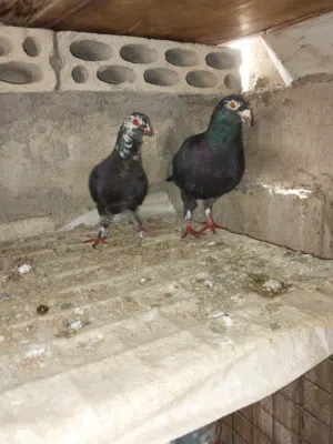 حمام للبيع