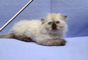 scotsh fold long hair are available blue eyes all from pure scotsh fold long hair eat dry food and