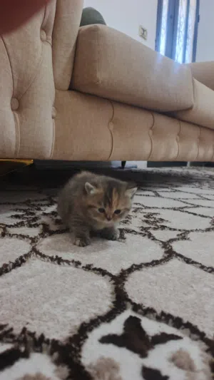 انثى وذكر سكوتش دم اصلي