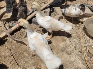 Other Animals0