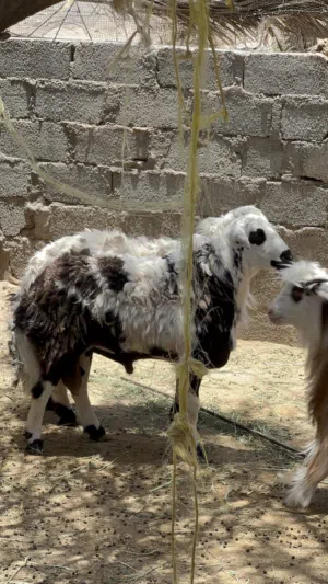كبش حري سمين ما شاء الله