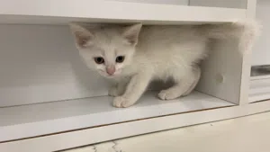 Persion Kitten