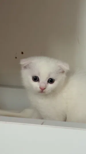 قط ذكر بعمر شهرين