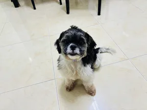 Shitzu Male Puppy
