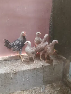 متاح دجاج دندراوي مستوا كلش حلو
