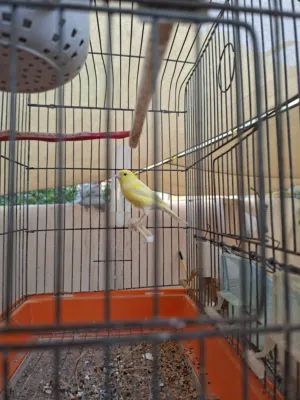 انثى كنار للشراء او البدل