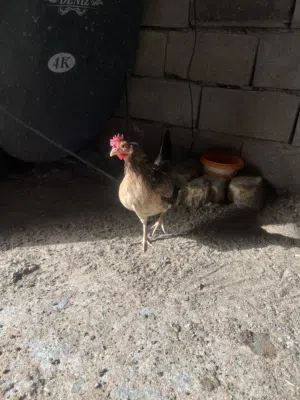 البصره العشار