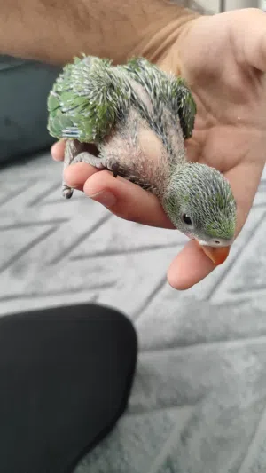 ببغاء درة هندي