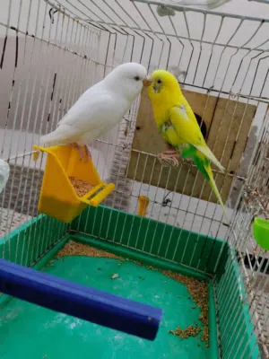 سلام عليكم الوصف تحت ،