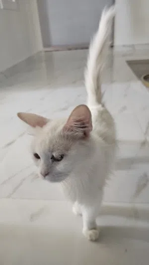 قطه شيرازيه للبيع