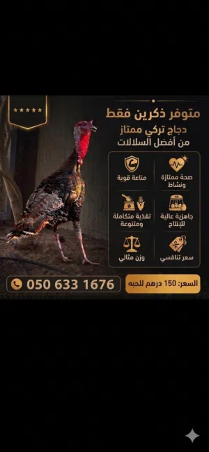 للبيع دجاج تركي مستوى ممتاز جدا