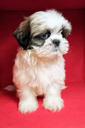 shihtzu  peur