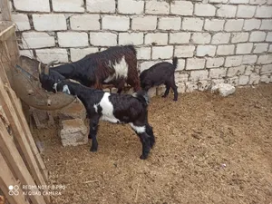 Goats1