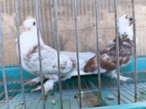 حمام مصري ماسح