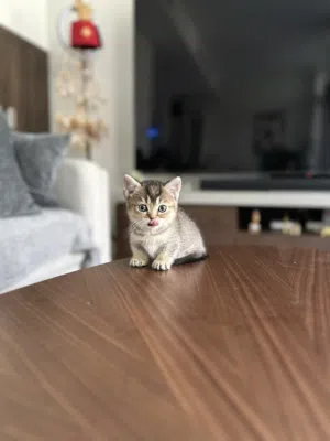 Munchkin  short legs Scottish fold and straight rare breed and amazing colors kittens