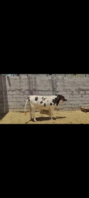 عجل نذاري للبيع
