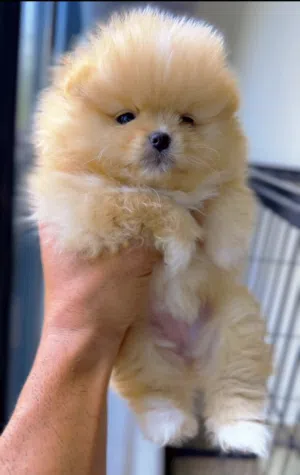Original Pomeranian girl