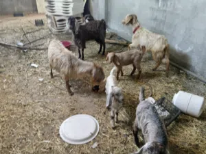 3 عنزات حليب وسن نضيف البيع بدون اولادهم