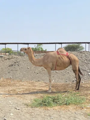 للبيع ناقه مدني