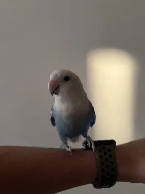 Birds3