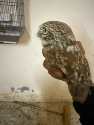 جوز بوم اليف للبيع او للبدل