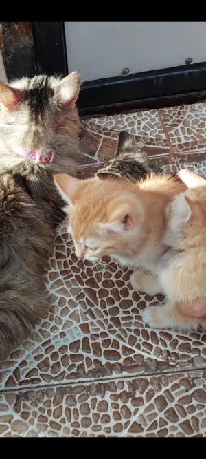 قطط شيرازي للبيع