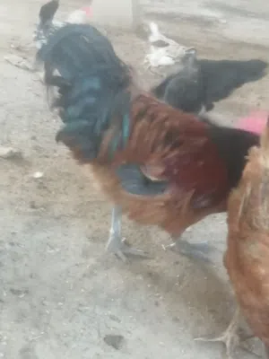 دجاج زينة الماني