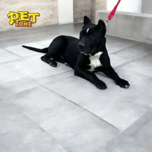 ذكور...بيتبول ..تشاو تشاو..جاك راسيل ..بلجم مالينو