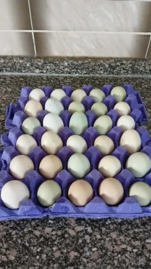 بيض بلدي مخصب للفقاسات وللاكل بالهاشمية