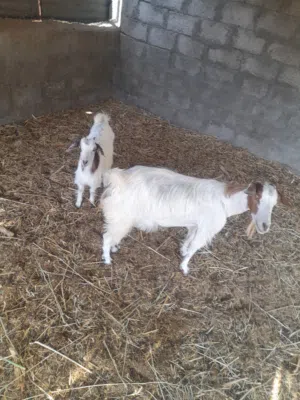 للبيع اغنام سمينه تحتهن مواليد