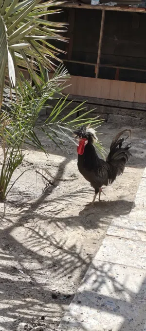 ديج بوليش بدون دجاجه الوصف مهم