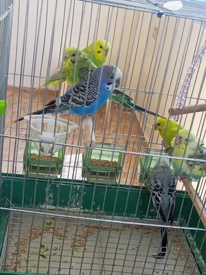 Parrots3