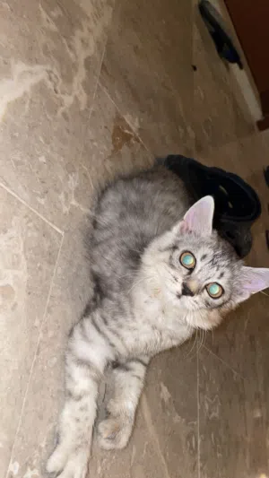 قط شيرازي اسود رصاصي