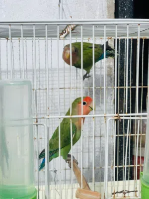 2 كوبيه بركديلو ربي يبارك مصوقره وا انتايه فراديه سخونه وا عندي كوبيه بركديلو مصوقره 4 بسعر 450 وسهل
