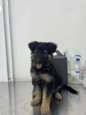Purebred German Shepherd (Black and Tan), Working Line